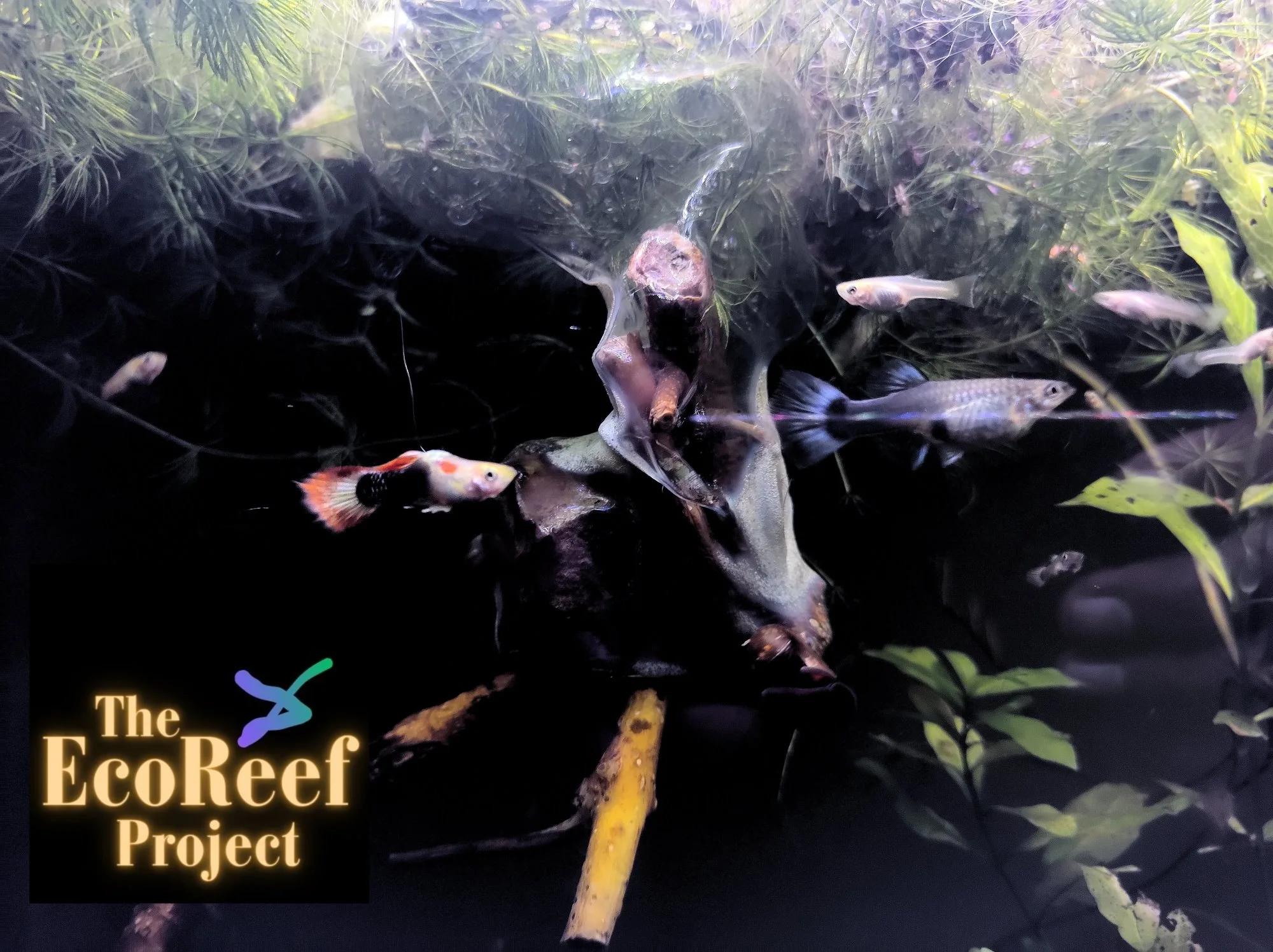 EcoReefs & Sustainable Fish Breeding Aquariums