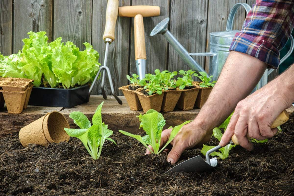 Unlock the Secrets to a Lush, Water-Wise Garden: Ways to Conserve Water in the Garden