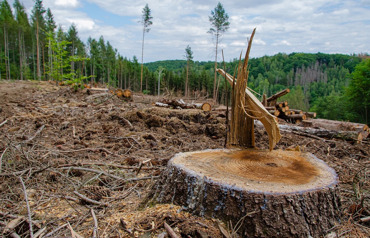 The Devastating Effects of Deforestation on Climate Change