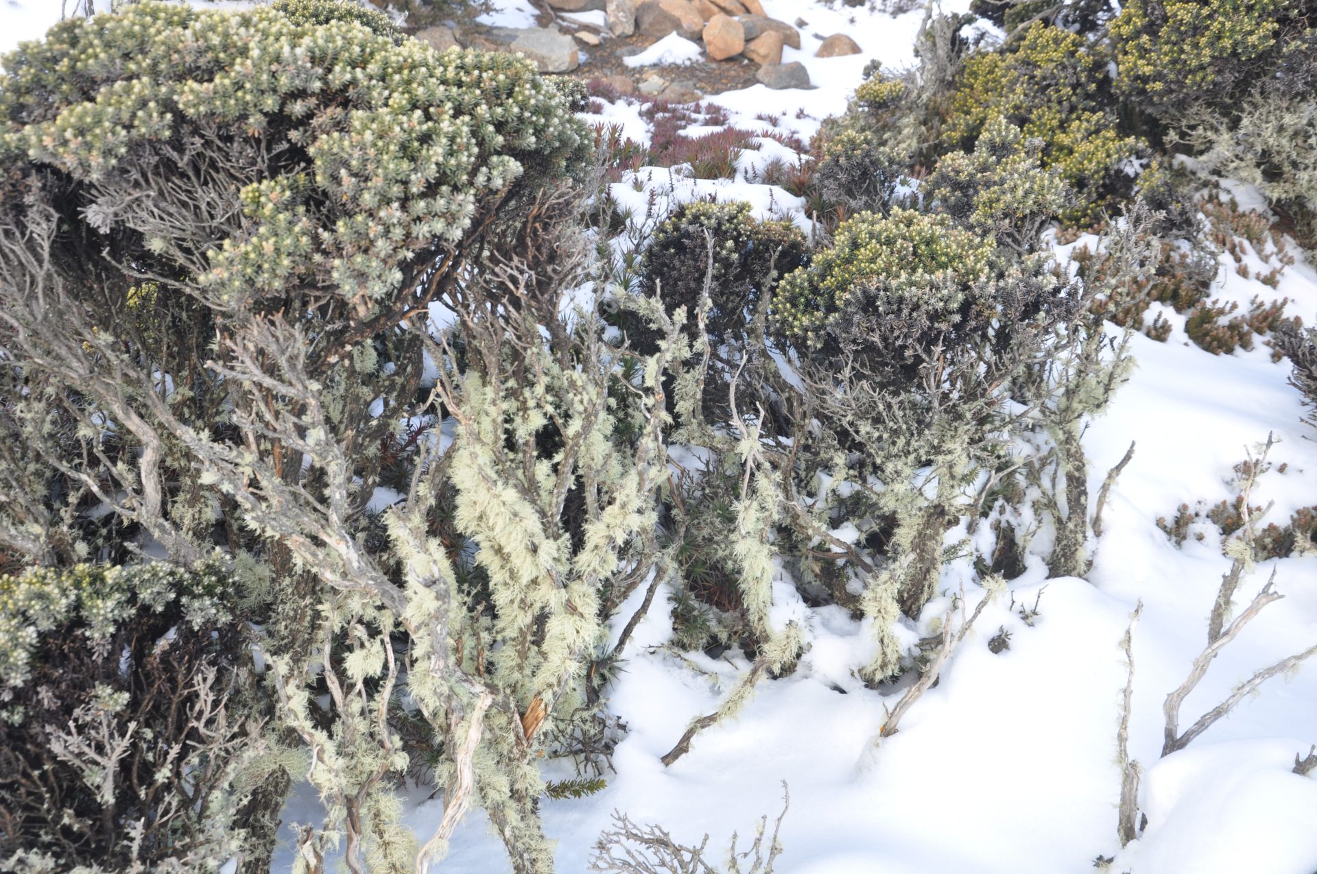 A Tasmanian & Global Environmental Treasure - Photos By Mike Fernandes