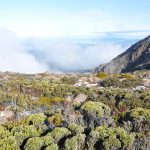 Tasmania & It’s Amazing Forests