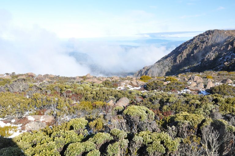 The Ancient Forests of Tasmania - Photo By Mike Fernandes